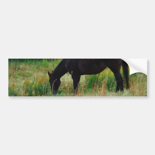 Black horse  yellow flowers bumper sticker