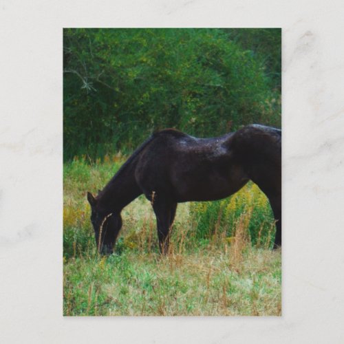 Black horse  yellow flowers postcard