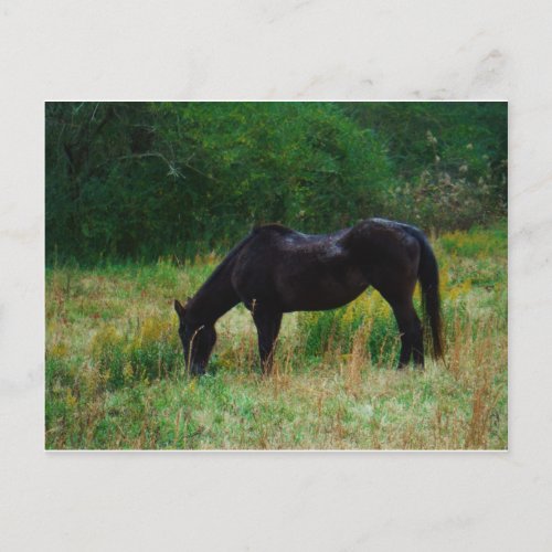 Black horse  yellow flowers postcard