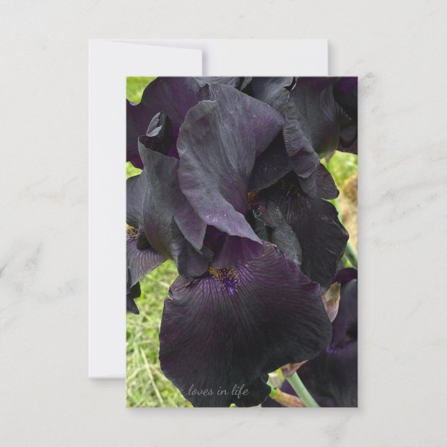 Black Iris Note Card (Front)