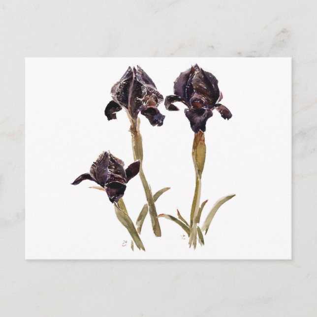 black iris of Jordan Postcard (Front)