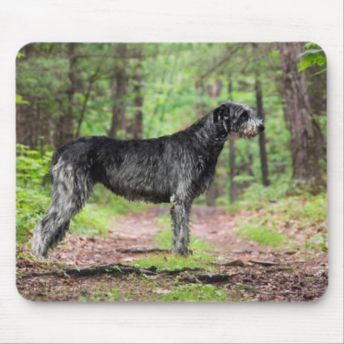 Black Irish Wolfhound Posing in a Forest Mouse Pad