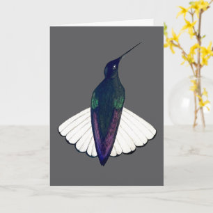 Black Jacobin Hummingbird Card
