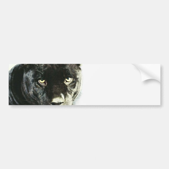 Black Jaguar Panther Bumper Sticker (Front)