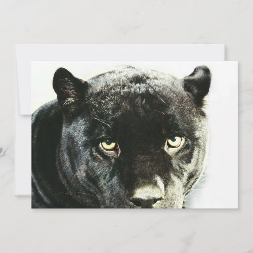 Black Jaguar Panther Eyes Invitation