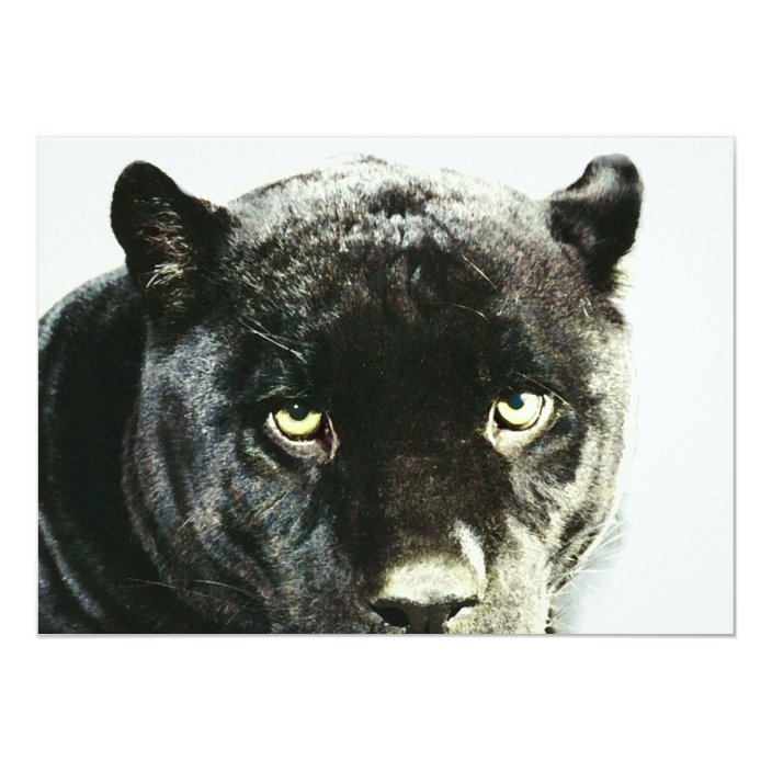 Black Jaguar Panther Eyes Invitation Zazzle Com