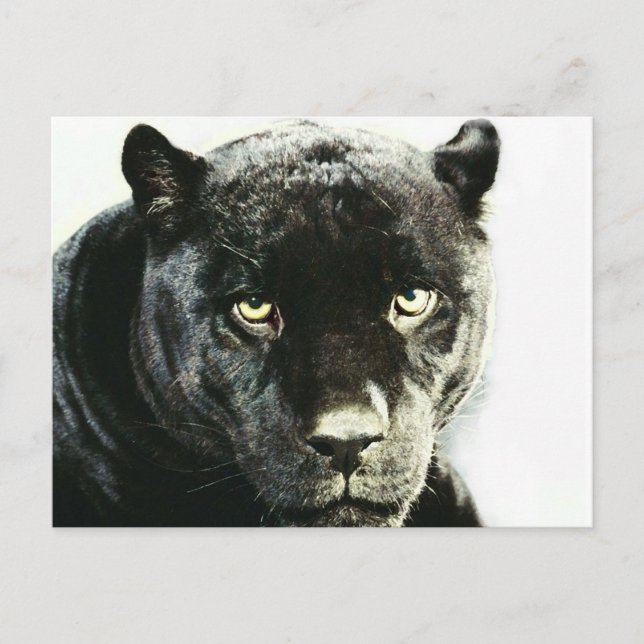 Black Jaguar Panther Postcard (Front)