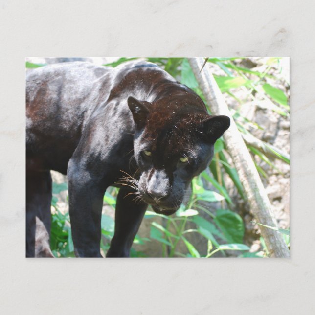 Black Jaguar Postcard (Front)
