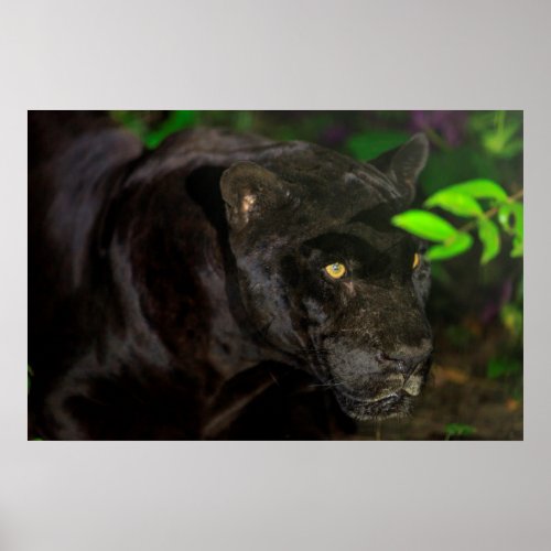 Black Jaguar Prowling Poster