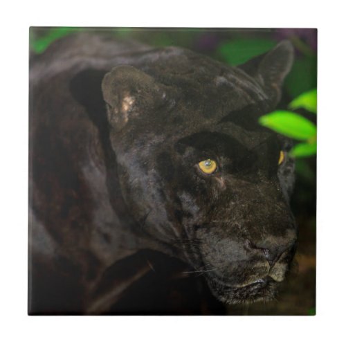 Black Jaguar Prowling Tile