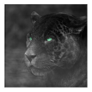 Black Jaguars Emerald Gaze Acrylic Print