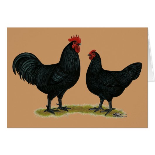Black Java Chickens Cards (Front Horizontal)