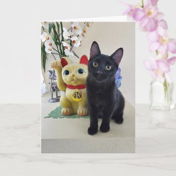 Black Kitten All Occasion Card by Purranimals at Zazzle