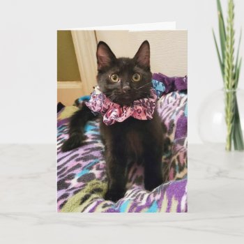 Black Kitten Birthday Or All Occasion Card by Purranimals at Zazzle