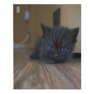 Black Kitten Faux Canvas Print