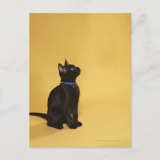 Black kitten in collar postcard (Front)