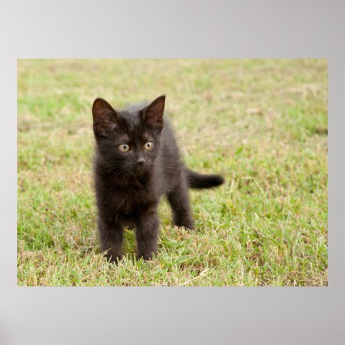 Black Kitten in Grass Poster