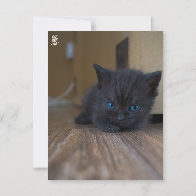 Black Kitten Note Card (Front)