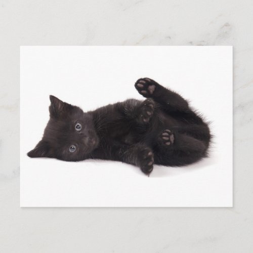 black kitten postcard