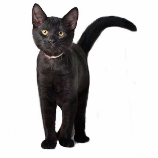 Black Kitten Statuette (Front)