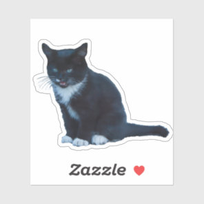 Black kitten Tuxedo sitting meows  Sticker
