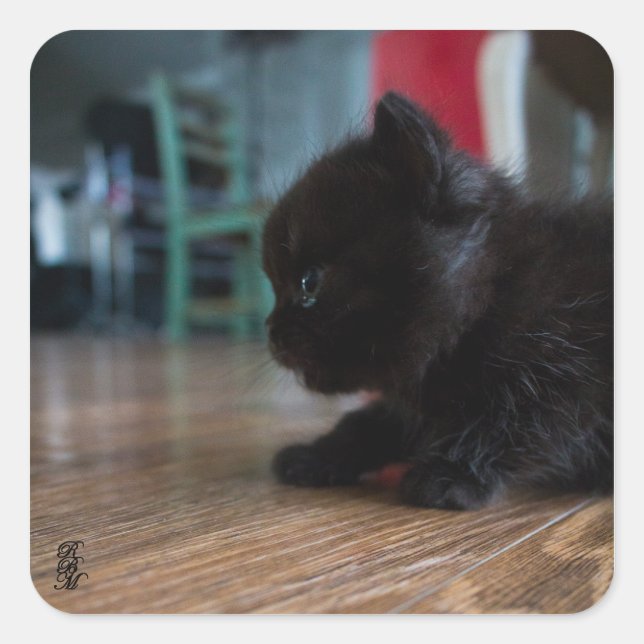 Black Kitten Up Close Square Sticker (Front)