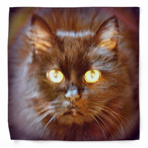 black kittycat bandana