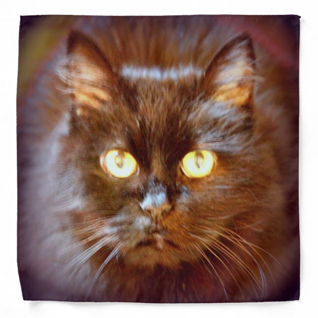 black kittycat bandana (Front)