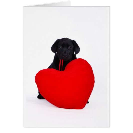 Black lab and heart cards (Front)