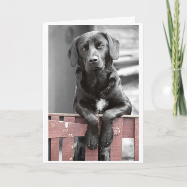 Black Lab at the Red Gate Greeting Card (Front)