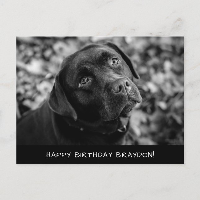 Black Lab Birthday Postcard (Front)