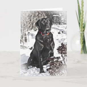 Black Lab, Blank Card