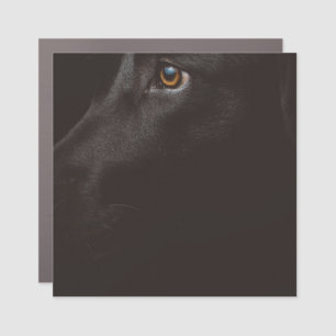 black lab car magnet