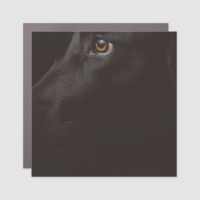 black lab car magnet (Front)
