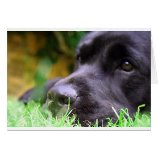 black lab cards