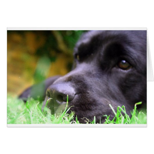black lab cards (Front Horizontal)