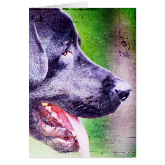 Black Lab Cards (Front)