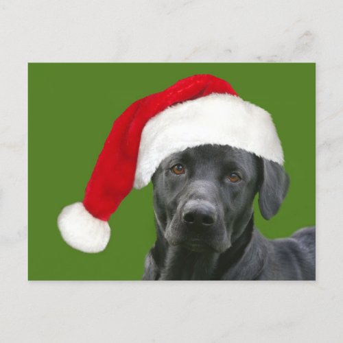 Black lab Christmas Holiday Postcard