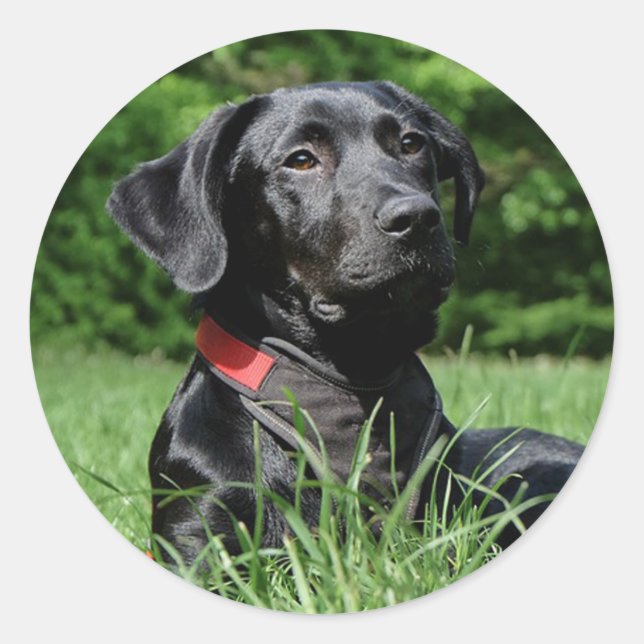 Black Lab Classic Round Sticker (Front)