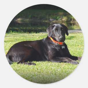 Black Lab Classic Round Sticker
