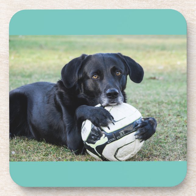 Black lab coasters.  Set of six. Beverage Coaster (Front)