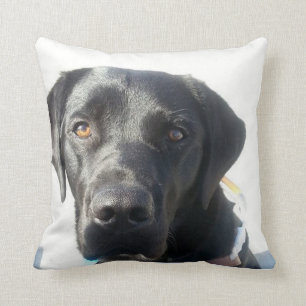 Black Lab Cushion
