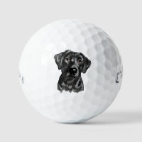 Black Lab Dog