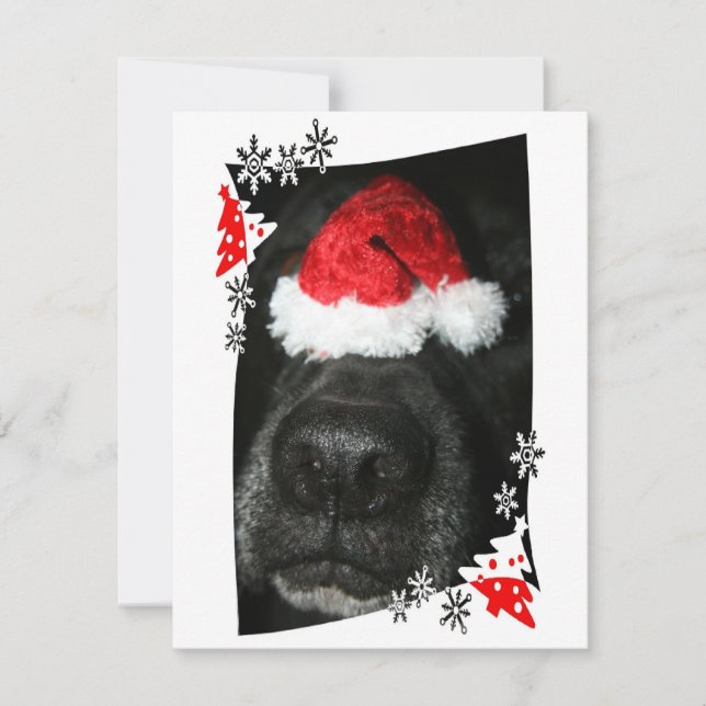 Black lab dog nose with santa hat photograph holiday card (Front)