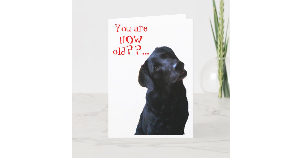Black Lab Dog Tipping Head Wishing Happy Birthday Card
