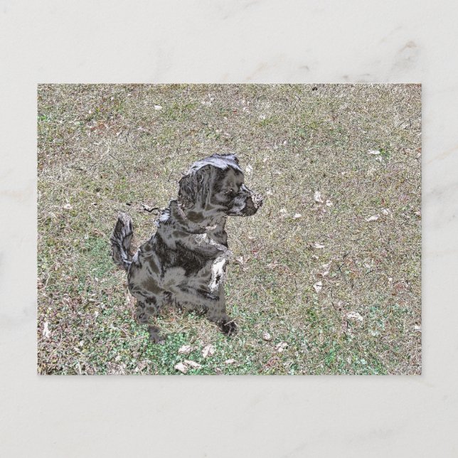 Black Lab Dog Watches Postcard (Front)