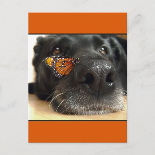 BLack Lab Dog With Butterfly Postcard