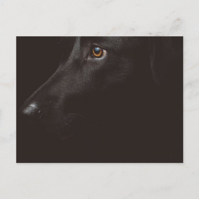 black lab holiday postcard (Front)