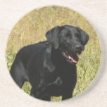 Black Lab in Field Coaster