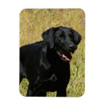 Black Lab in Field Flexible Magnet